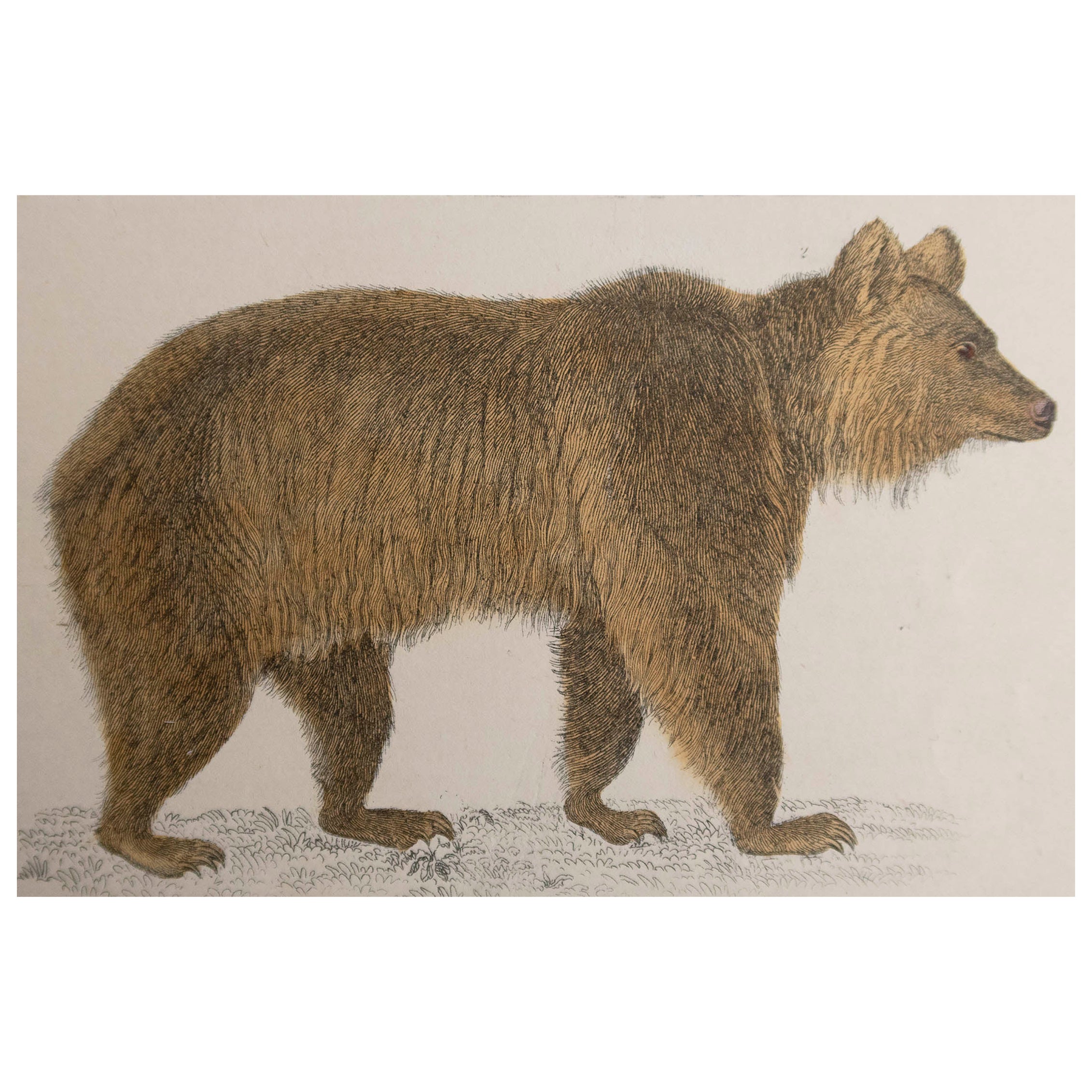 Stampa antica originale di un orso bruno, 1847, senza cornice