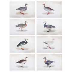 Set of 8 Original Antique Prints of Geese After Francis Lydon, C.1880