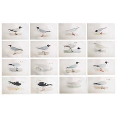 Set of 16 Original Antique Prints of Seabirds After Francis Lydon, C.1880