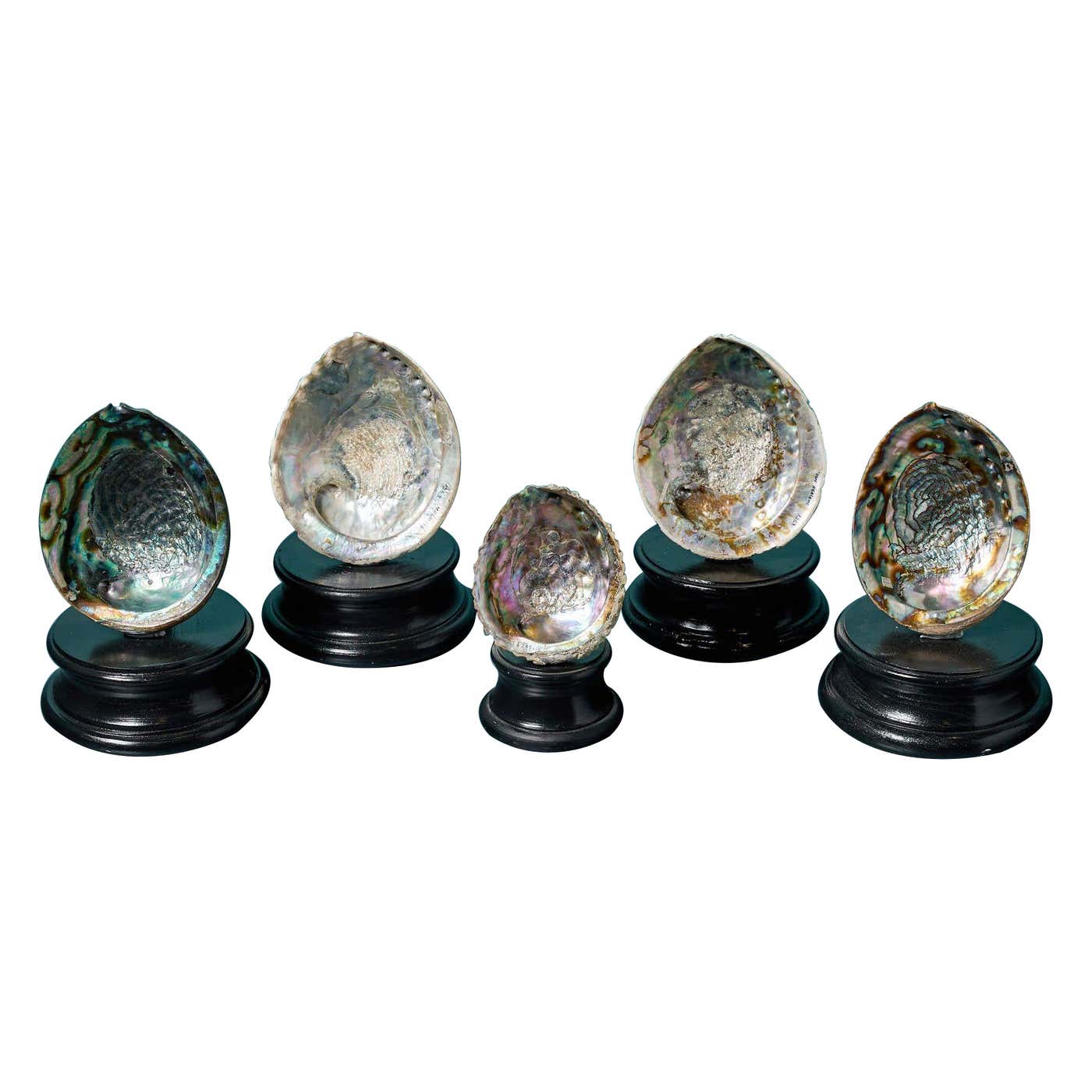 Benchmade Abalone Shell Collection of Large Abalone Shell Specimens For Sale at 1stDibs