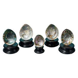 Collection of Large Abalone Shell Specimens For Sale at 1stDibs