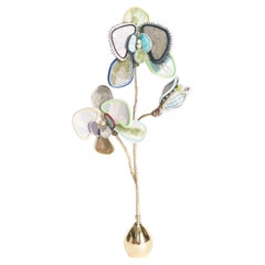 Orchidea Calypso