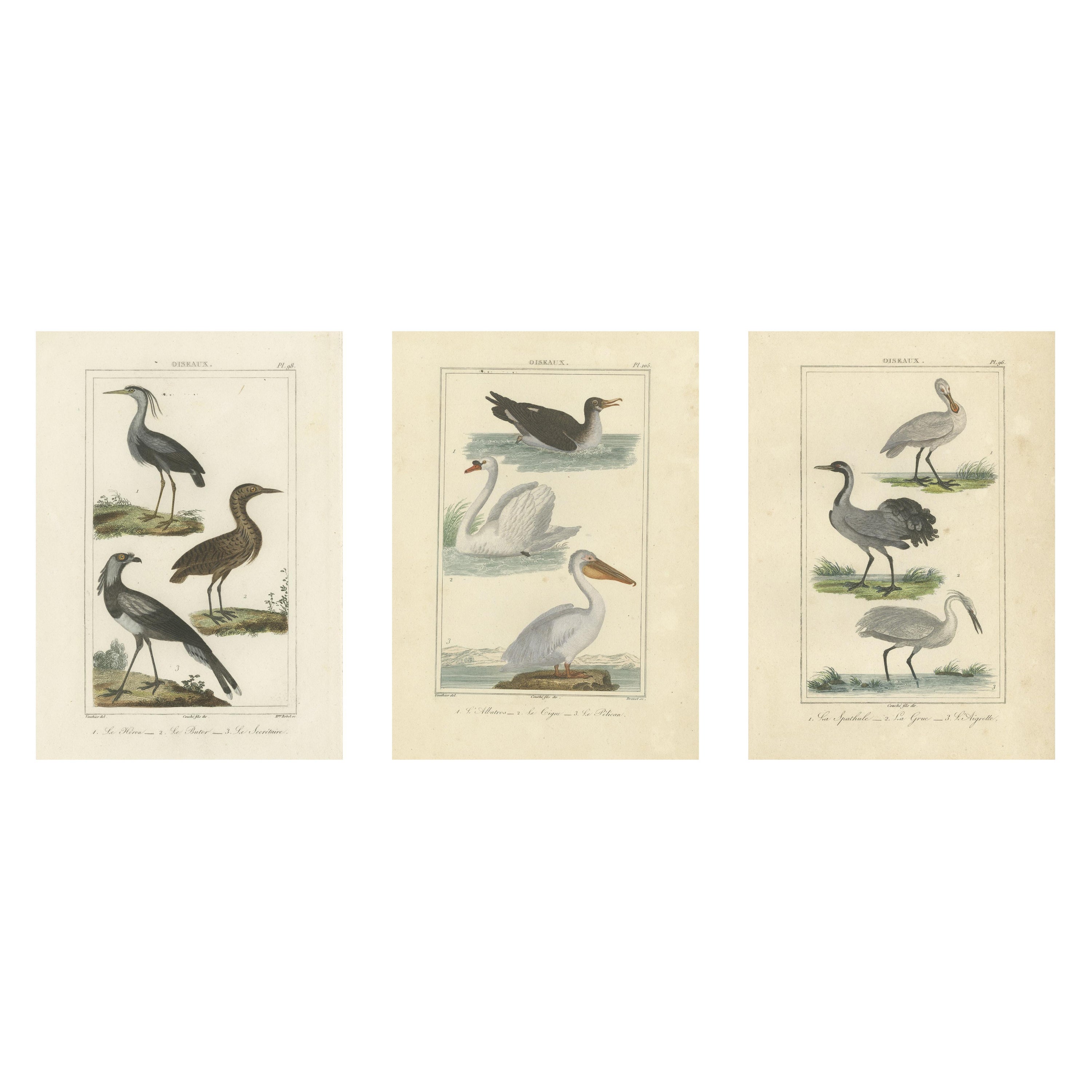 Elegance de la diversité aviaire : Illustrations de l'ornithologie de Buffon au 18e siècle