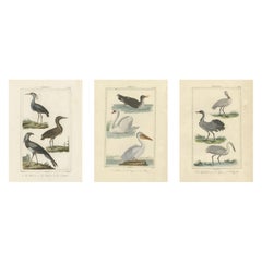 Elegance de la diversité aviaire : Illustrations de l'ornithologie de Buffon au 18e siècle
