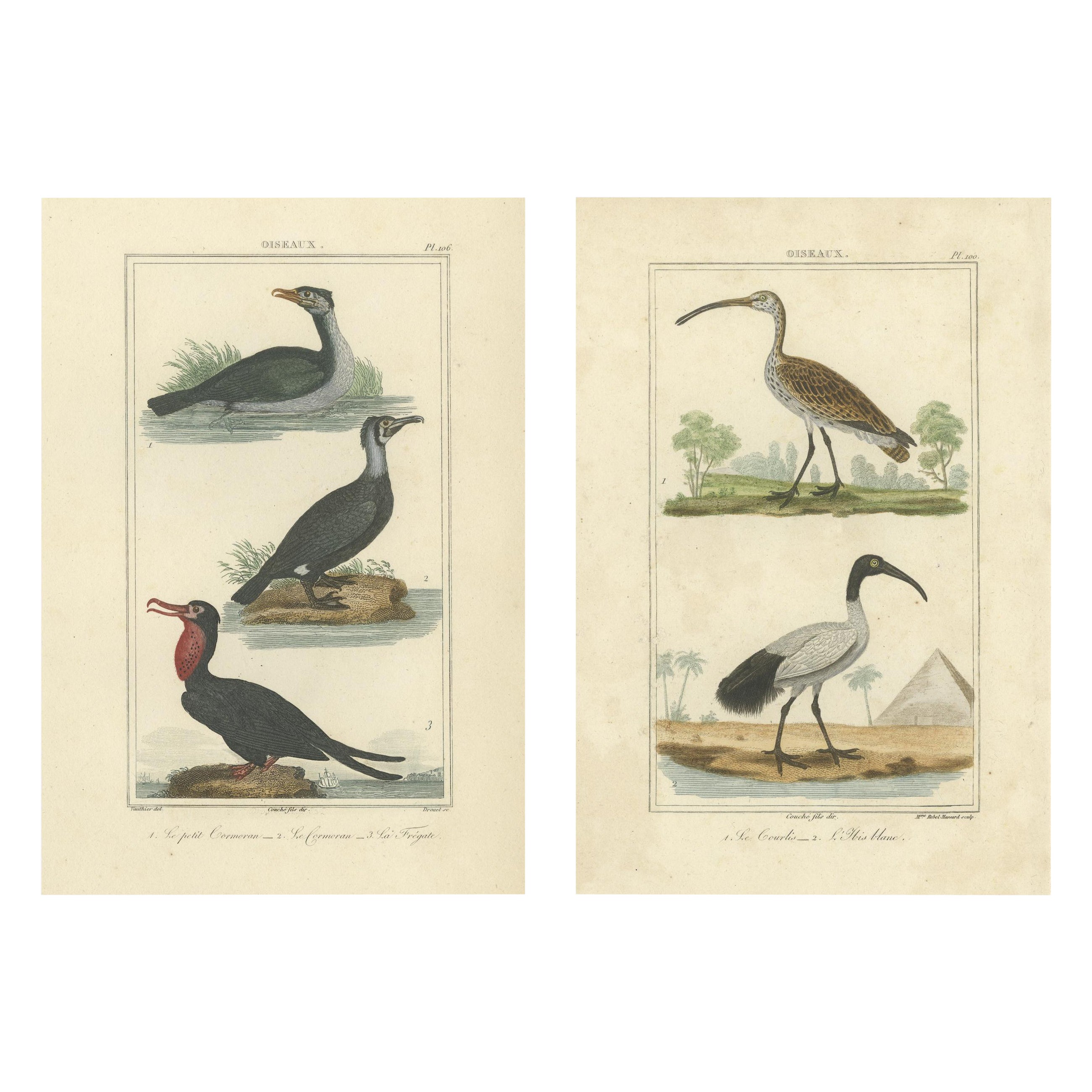 Charmante handkolorierte Vogelillustrationen von Buffon, circa 1780
