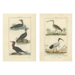 Charmante handkolorierte Vogelillustrationen von Buffon, circa 1780