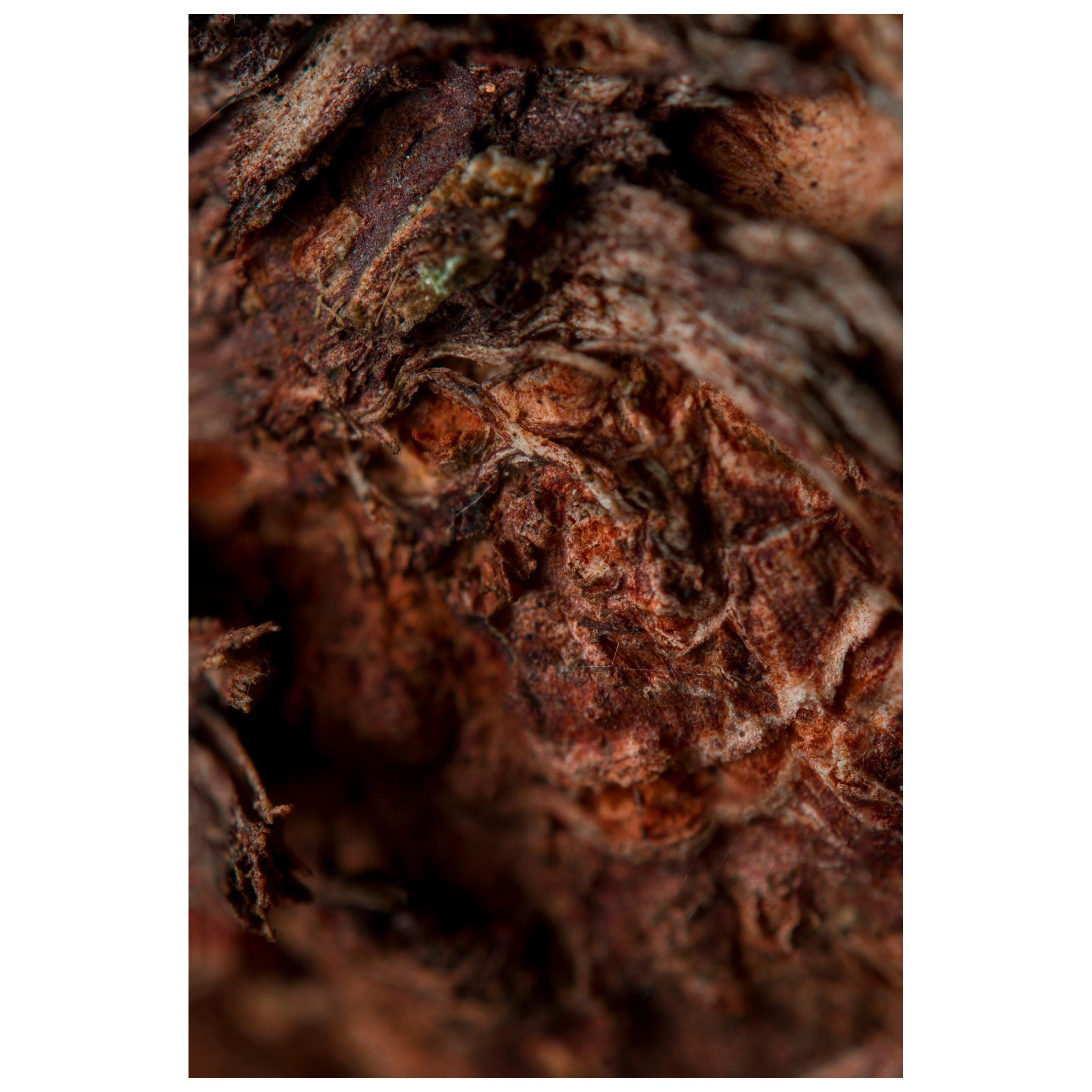 "Demon of Hatred", Limited Edition, Abstract Photography by Marko Milić For Sale