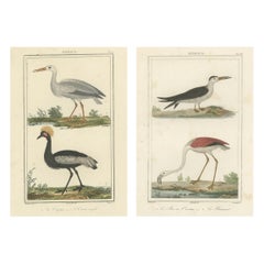 Magnifiques illustrations aéronautiques de l'histoire naturelle de Buffon au 18e siècle
