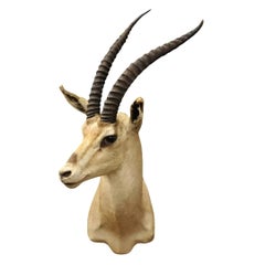Afrikanische Antelope Grant's Gazelle Horn-Wand Taxidermie, Vintage