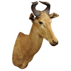 Vintage African Litchenstein Hartebeest Antelope Shoulder Mount Large Taxidermy