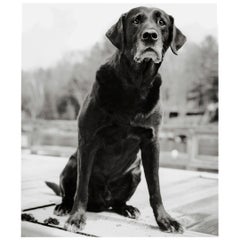 Richard Phibbs Stampa d'arte - Parter Old Dog