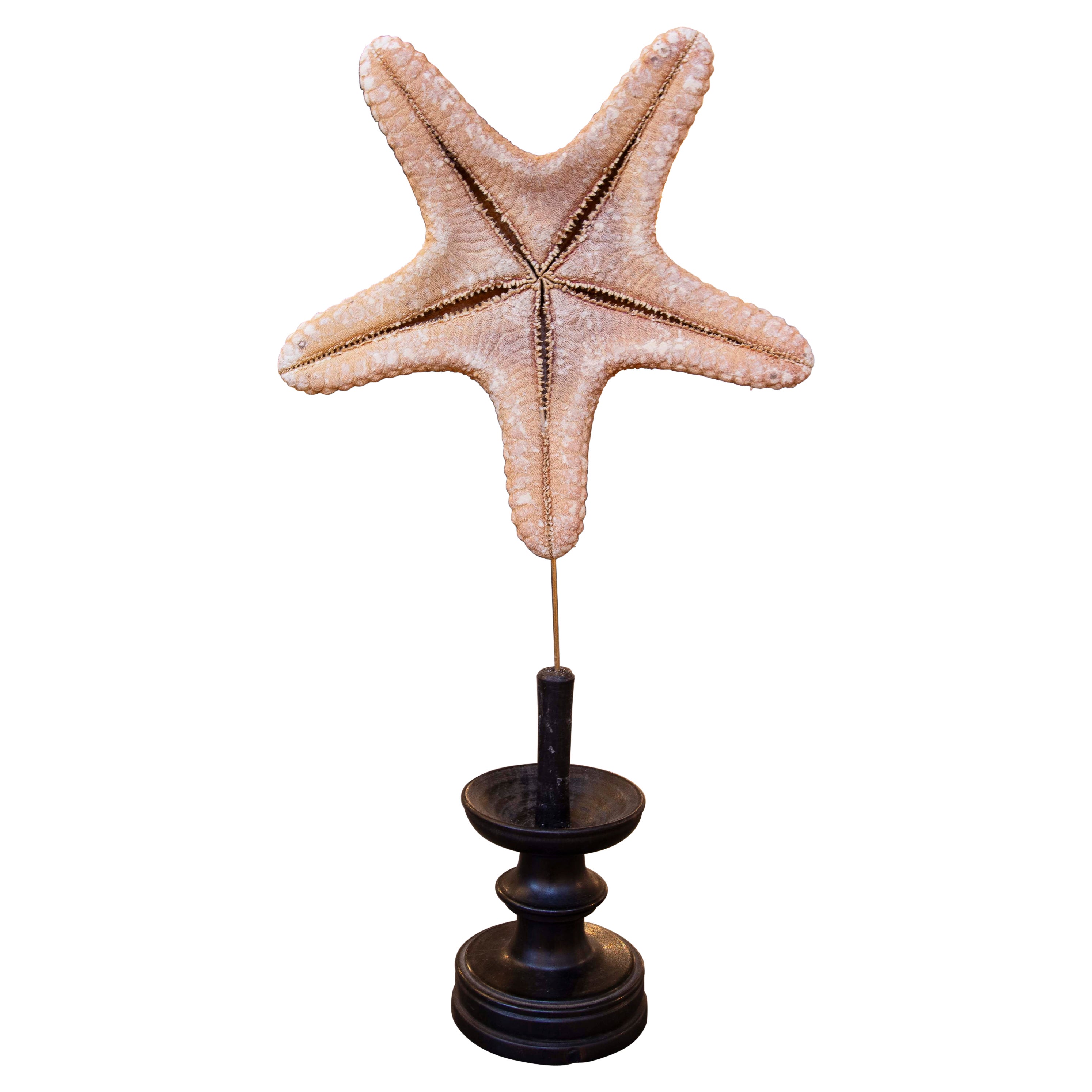 Estrella de mar natural de los años 80 sobre base de madera pintada de negro