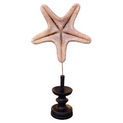 Estrella de mar natural de los años 80 sobre base de madera pintada de negro