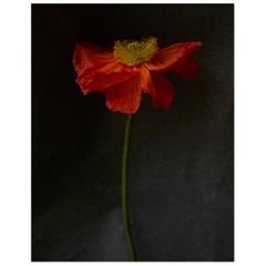 Impressions d'art Richard Phibbs - Fleur quarantine 2