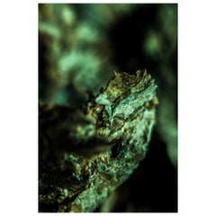 "Vipera", edizione limitata, fotografia astratta di Marko Milić