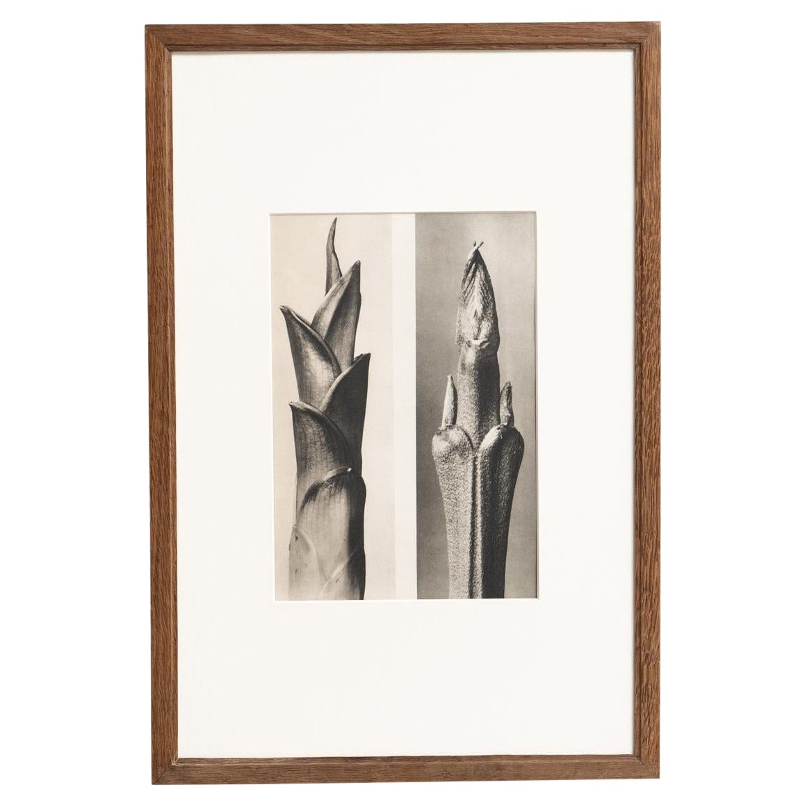 Karl Blossfeldt Photogravure: Nature's Elegance in Classic Frame (1942)