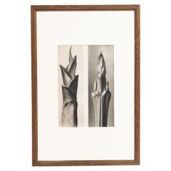 Karl Blossfeldt Photogravure: Nature's Elegance in Classic Frame (1942)