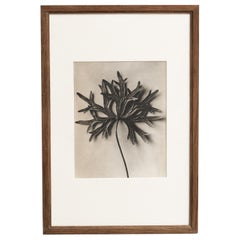 Karl Blossfeldt Photogravure: L'Eleganza della Natura in una cornice classica (1942)