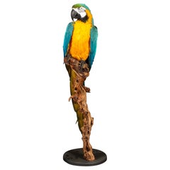 Guacamayo grande azul y dorado o azul y amarillo de Taxidermia