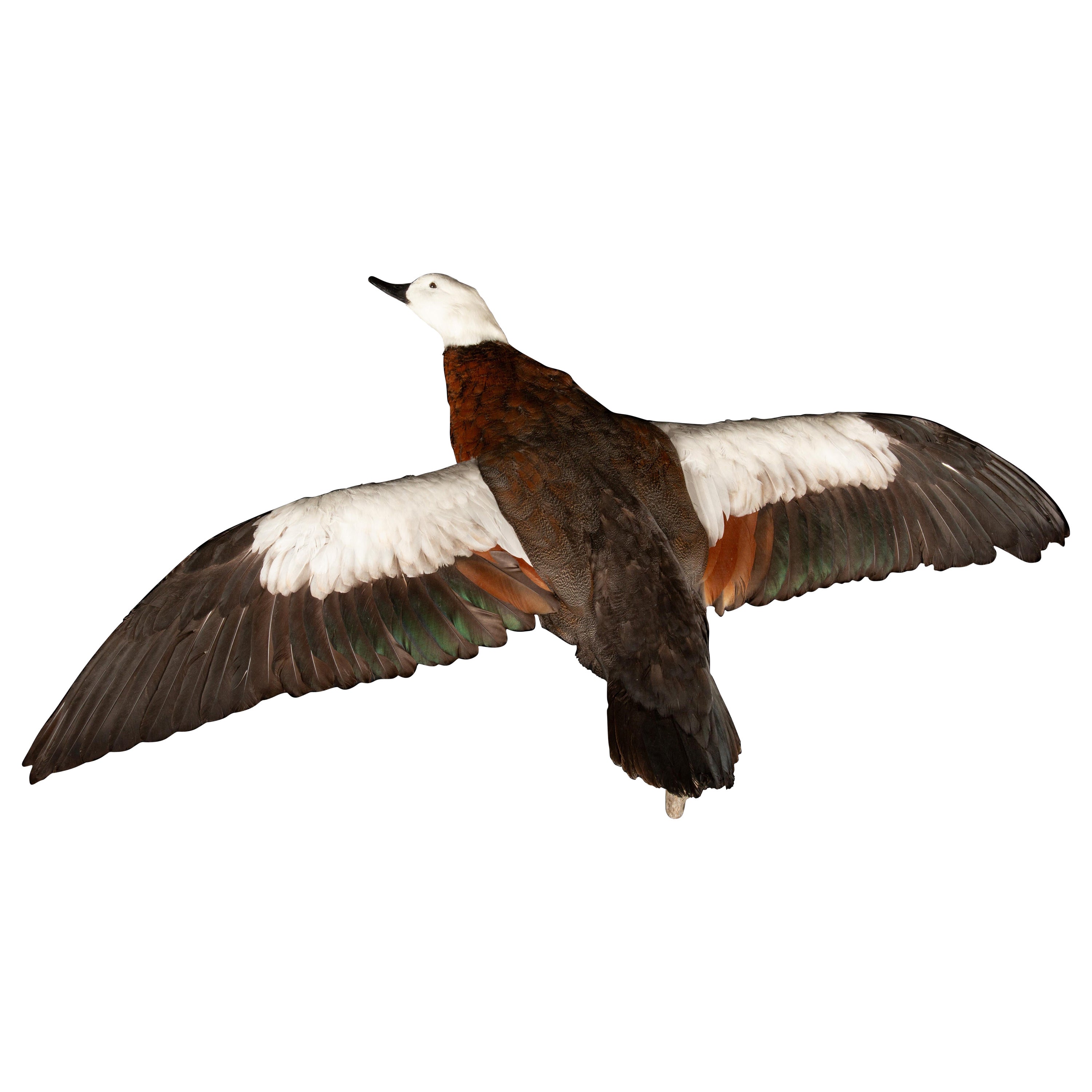 Taxidermy Paradise Shelduck in Flight (Tadorna variegata)