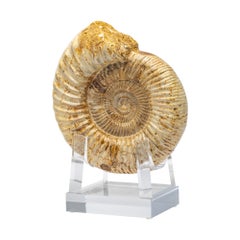 Madagascar Perisphinctes Fossil Ammonite on Acrylic Stand, Jurassic Period