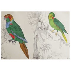Original Antique Print of Parrots, 1847 'Unframed'