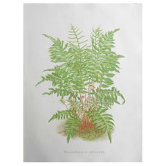 Stampa botanica originale antica - Felce, circa 1870