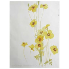Gravure botanique ancienne originale - Coquelicot, vers 1870
