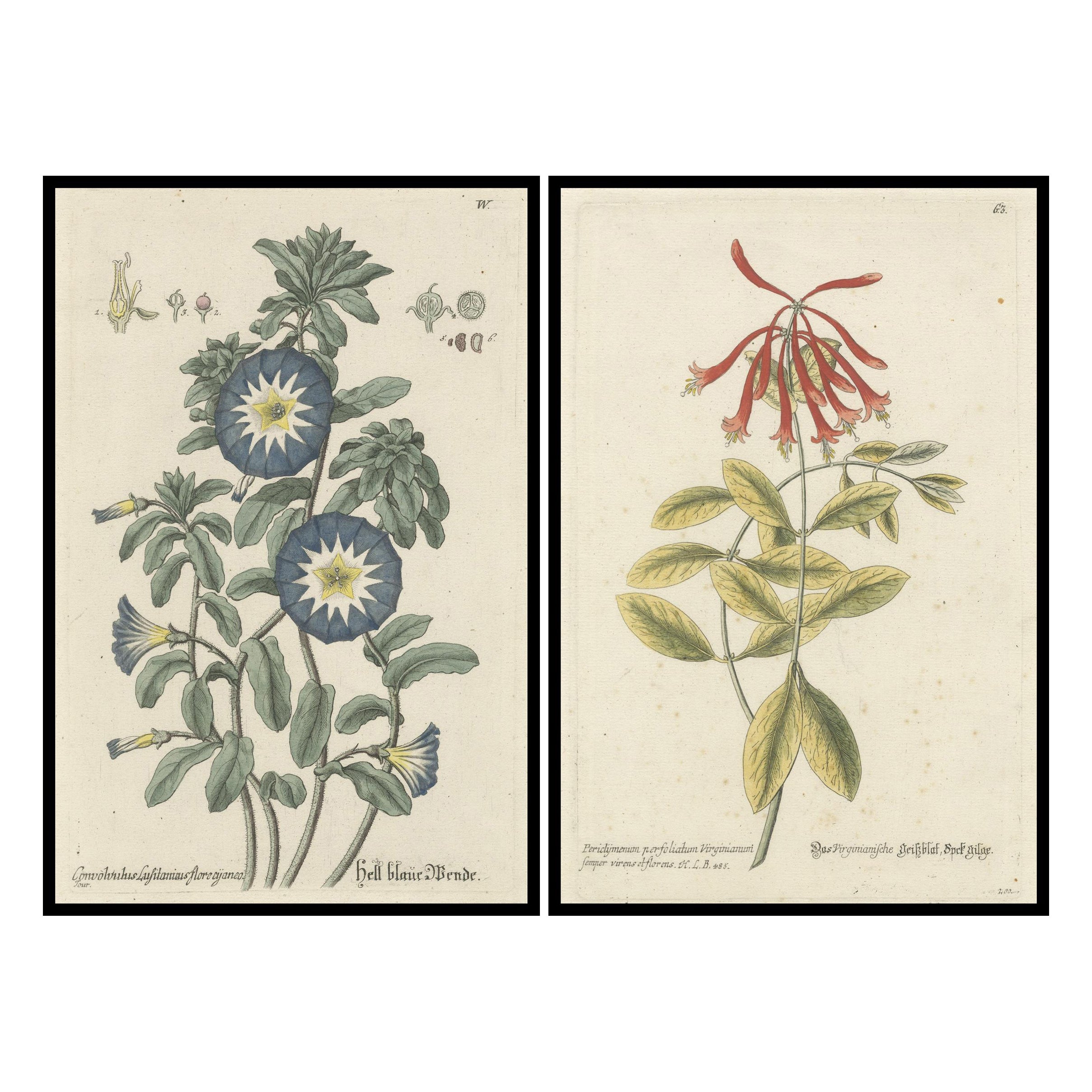 Grabados botánicos: Morning Glory y Madreselva de Virginia de Ehret, 1760