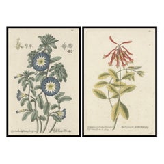 Grabados botánicos: Morning Glory y Madreselva de Virginia de Ehret, 1760