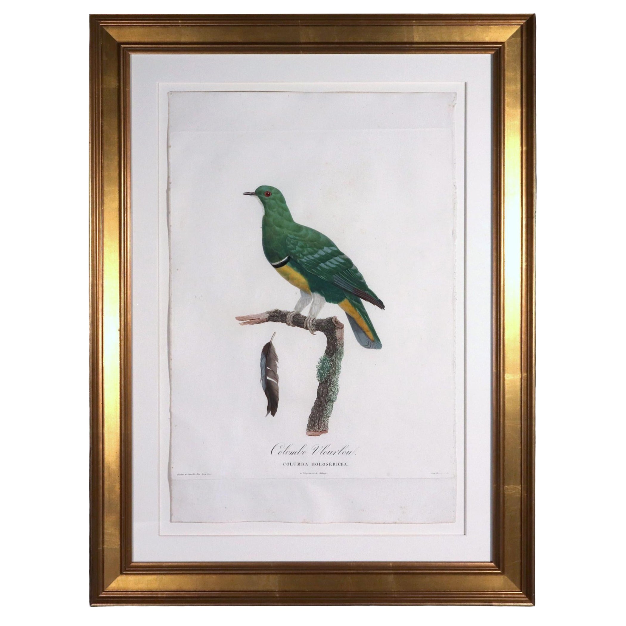 Framed Madame Pauline Knip Engraving of a Green Pigeon, Colombe Vlouvlou For Sale