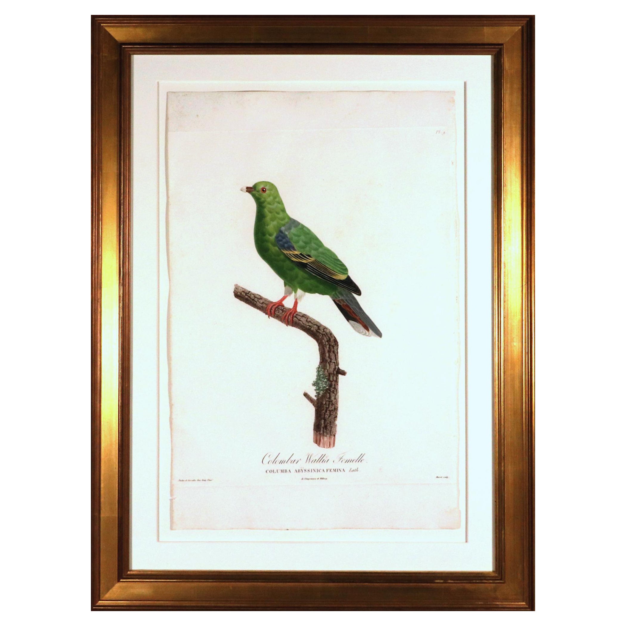 Madame Pauline Knip Engraving of A Green Pigeon, Colombar Wallia