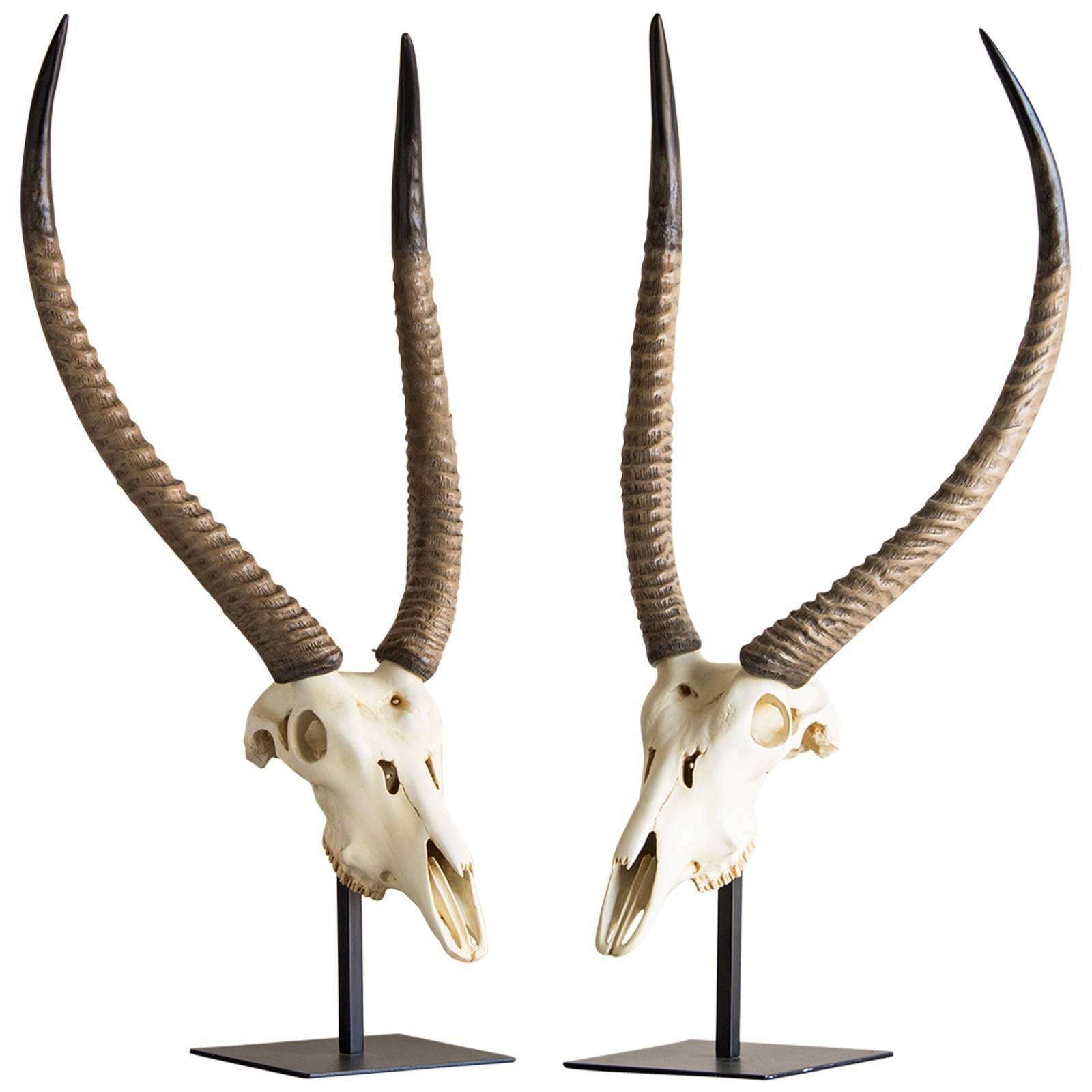 Vintage French Cast Resin Antelope Skull and Horn Model