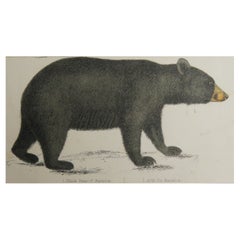 Original Antique Print of a Black Bear, 1847 'Unframed'
