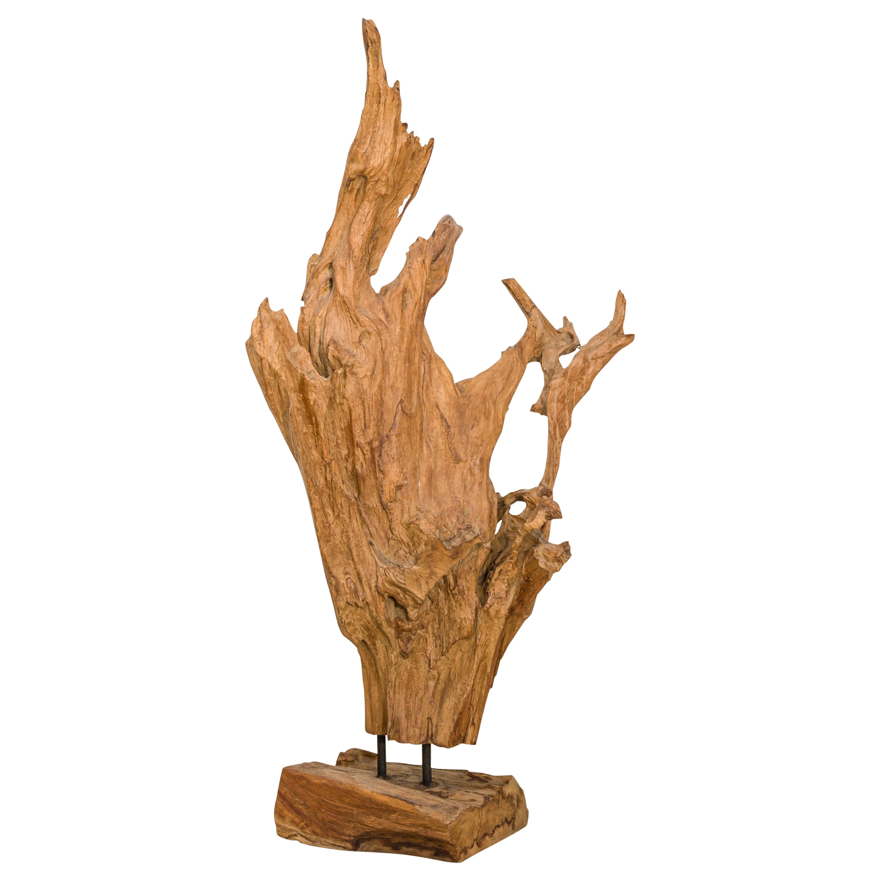 Scultura di radici di albero di teak asiatico selvaggio della metà del secolo scorso