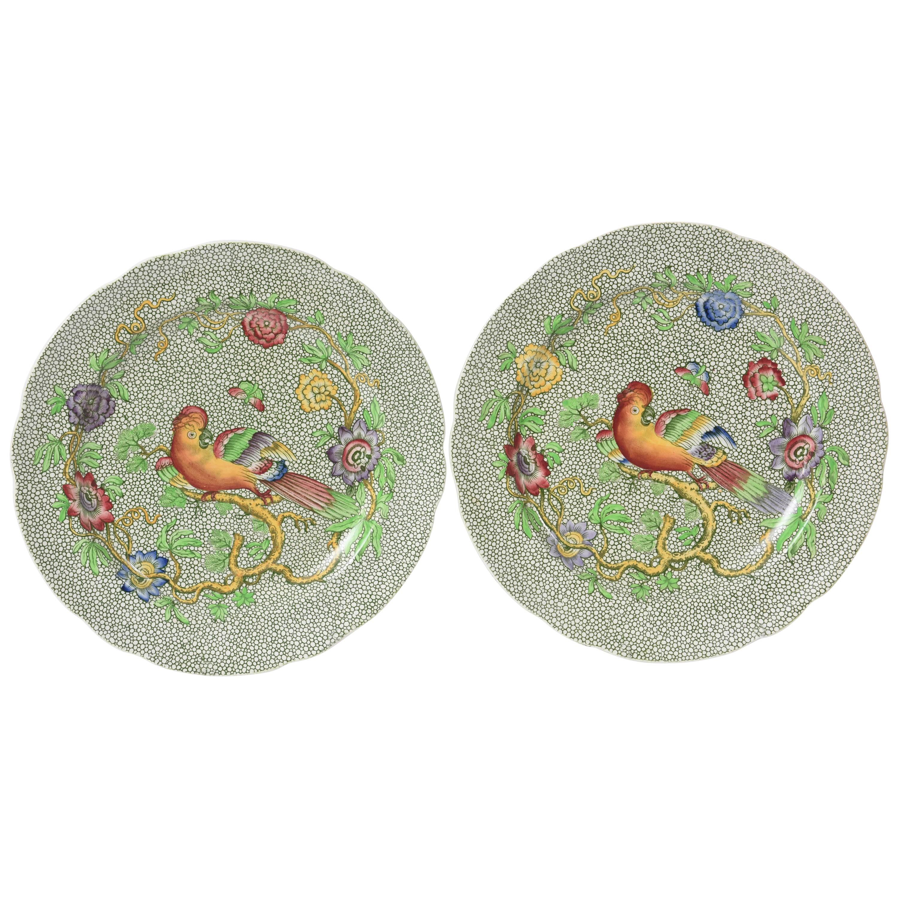 Antique Spode Plates, England "Parrot" Plates. Hand Colored