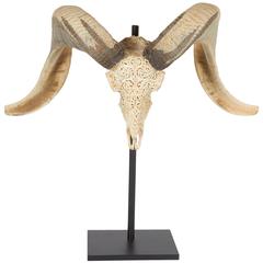 South African Ram's Horn and Skull