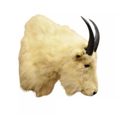 Vintage Taxidermy White Mountain Goat Head Shoulder Mount Horns Cabin Decor