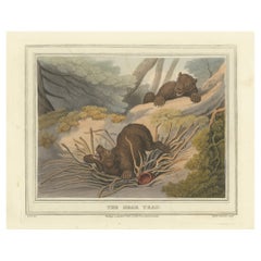 Foreign Field Sports: The Bear Triap Aquatint by Dubourg, Merke & Howitt, 1813