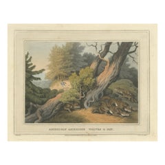 Hand-Coloured Aquatint 'American Anecdote Wolves & Boy', 1813
