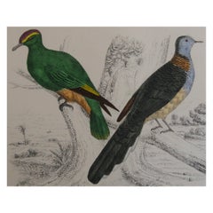 Original Antique Print of Indian Pigeons, 1847 'Unframed'