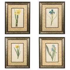 Set di 4 stampe francesi vittoriane colorate Iris Flower Prints