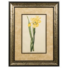 French Victorian Watercolor Abstract Print of a Iris Monnieri Flower