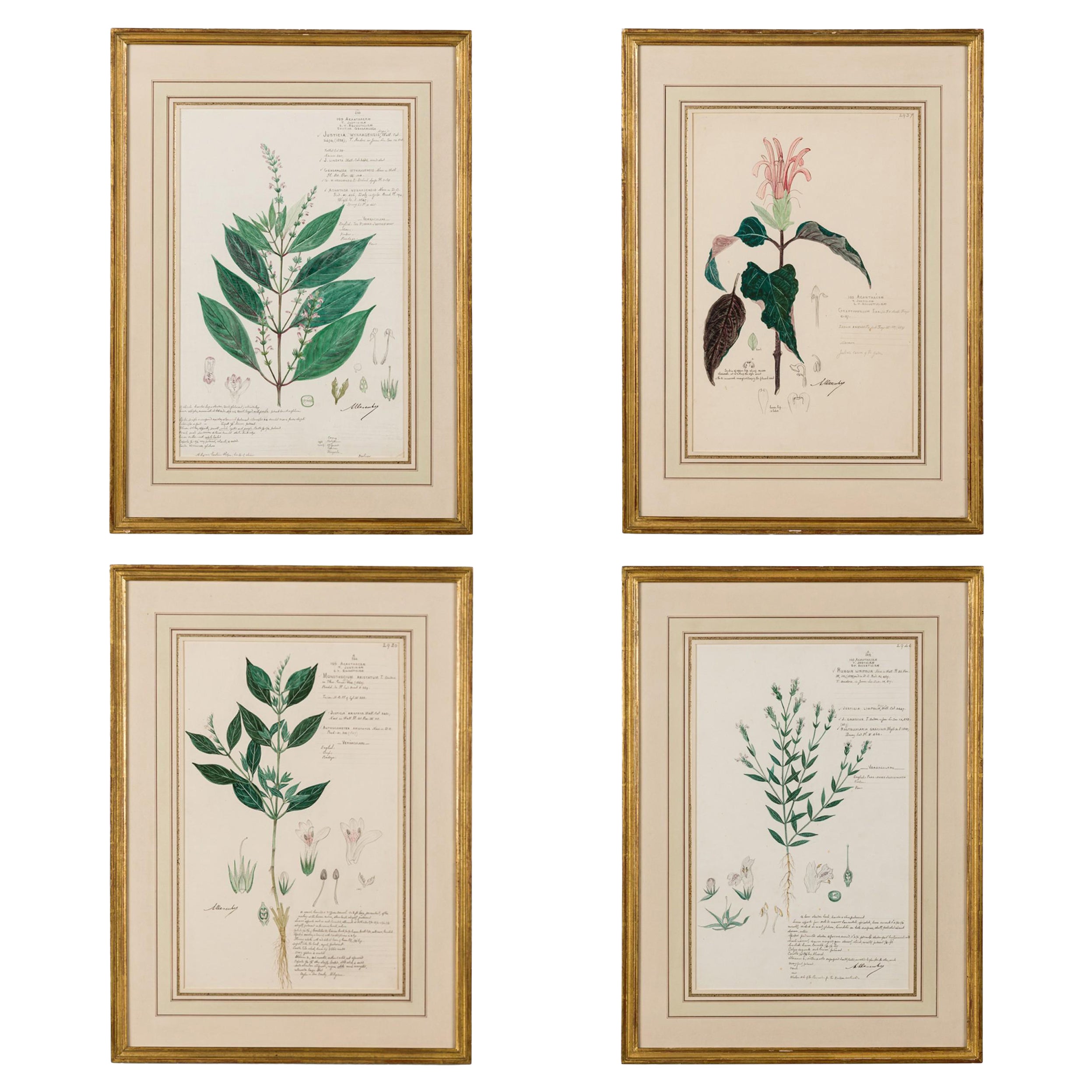 49 Disegni botanici ad acquerello del XIX secolo americani incorniciati