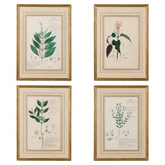 49 Dibujos Botánicos Acuarela Victoriana Americana Siglo XIX Enmarcados