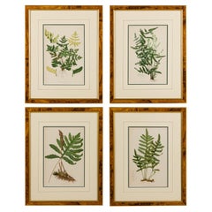 Set of American Victorian-Style Framed Botanical Prints of Sensitive Ferns