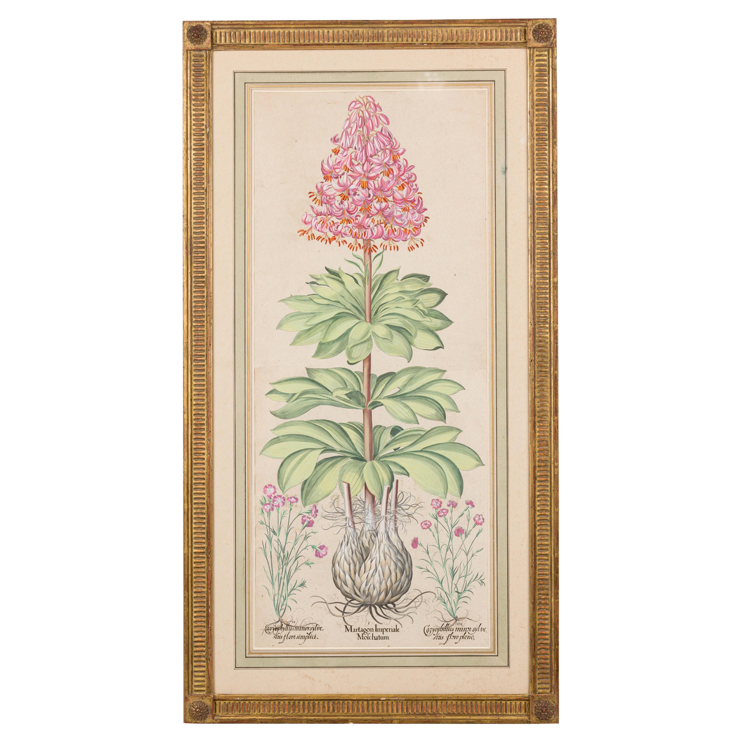 Illustrazione botanica francese vittoriana incorniciata dal titolo "Martagon Imperiale Molcha