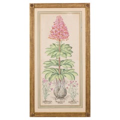 Illustration botanique victorienne française encadrée intitulée "Martagon Imperiale Molcha