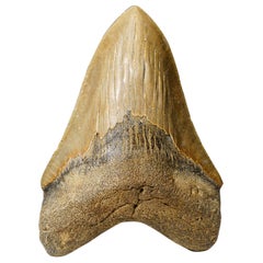 Dente di squalo megalodonte autentico in confezione da esposizione (308 grammi)