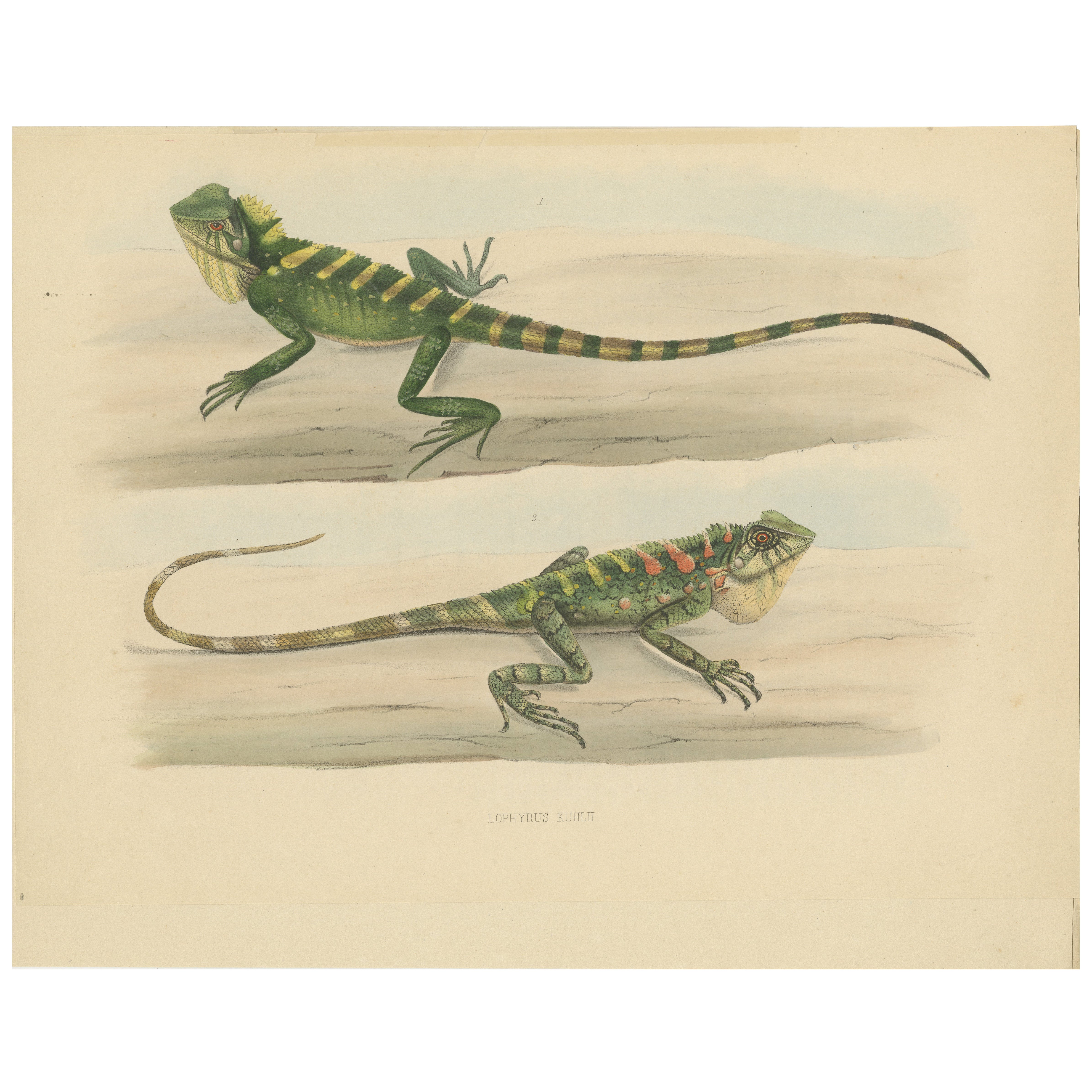 Stampa erpetologica antica: Illustrazione di lucertole dal ciuffo verde, 1837